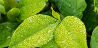 Surround yourself with a green living area