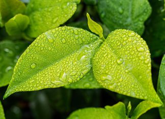Surround yourself with a green living area
