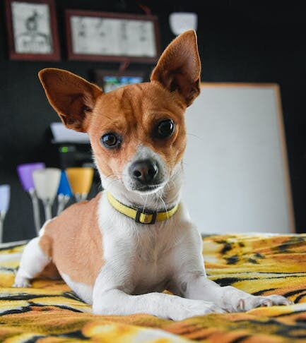 Zijn er veel onderhoudsproblemen of technische problemen bij autofabrikanten die niet als betrouwbaar worden beschouwd door consumenten?