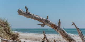 Zwembroek: jouw essentiële strandaccessoire