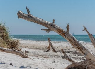 Zwembroek: jouw essentiële strandaccessoire